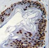 IFI35 Antibody (N-term R30) immunohistochemistry of formalin-fixed and paraffin-embedded human skin tissue followed by peroxidase-conjugated secondary antibody and DAB staining.