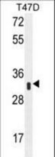 IFI35 Antibody (N-term R30) western blot of T47D cell line lysates (35 ug/lane). The IFI35 antibody detected the IFI35 protein (arrow).