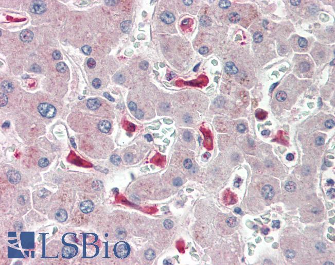 Anti-IFI44L antibody IHC staining of human liver. Immunohistochemistry of formalin-fixed, paraffin-embedded tissue after heat-induced antigen retrieval. Antibody LS-B11476 concentration 10 ug/ml.