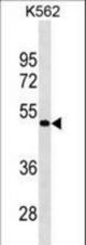 GPR39 Antibody western blot of K562 cell line lysates (35 ug/lane). The GPR39 antibody detected the GPR39 protein (arrow).