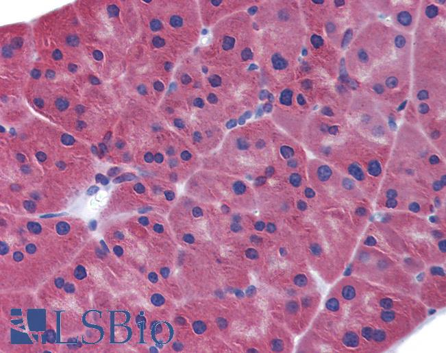 Anti-MDA5 antibody IHC of mouse pancreas. Immunohistochemistry of formalin-fixed, paraffin-embedded tissue after heat-induced antigen retrieval. Antibody LS-B2107 concentration 5 ug/ml.
