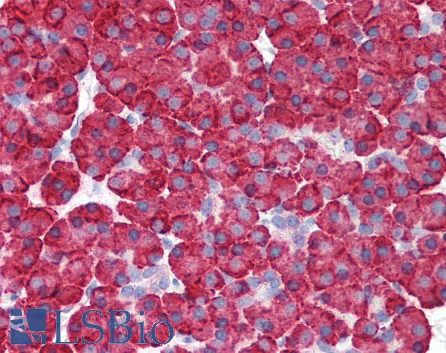 Anti-MDA5 antibody IHC of human pancreas. Immunohistochemistry of formalin-fixed, paraffin-embedded tissue after heat-induced antigen retrieval. Antibody LS-B2107 concentration 5 ug/ml.