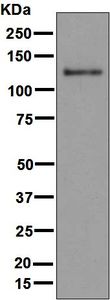 Western blot analysis on THP-1 treated with LPS cell lysate using anti-MDA5 antibody.