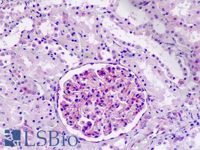 Anti-IFITM2 antibody IHC staining of human kidney. Immunohistochemistry of formalin-fixed, paraffin-embedded tissue after heat-induced antigen retrieval.