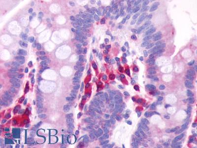 Anti-GPR39 antibody LS-A139 IHC of human small intestine. Immunohistochemistry of formalin-fixed, paraffin-embedded tissue after heat-induced antigen retrieval.