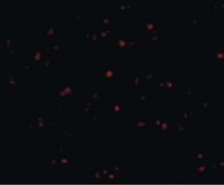 Immunofluorescence of IFN-beta in Human Liver cells with IFN-beta antibody at 20 ug/ml.