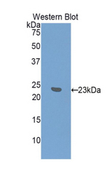 Western blot of recombinant IFNA7 / Interferon Alpha 7.