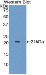 Western blot of recombinant IFNA7 / Interferon Alpha 7.