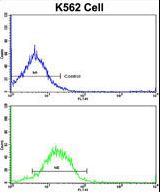Flow cytometric of K562 cells using IFNAR1 Antibody (bottom histogram) compared to a negative control cell (top histogram). FITC-conjugated goat-anti-rabbit secondary antibodies were used for the analysis.