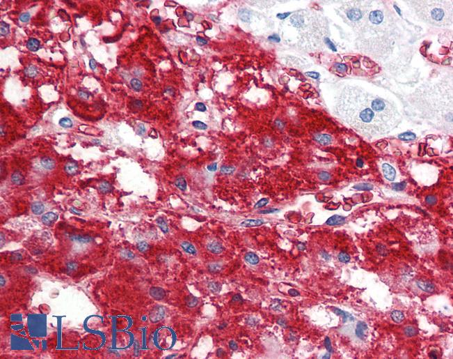 Anti-IFNL1 / IL29 antibody IHC staining of human adrenal. Immunohistochemistry of formalin-fixed, paraffin-embedded tissue after heat-induced antigen retrieval.
