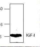 Western blot of IGF-I / IGF1 antibody LS-C48786.