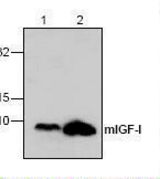 Western blot of IGF-I / IGF1 antibody LS-C147094.