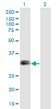 Western Blot analysis of IGFBP1 expression in transfected 293T cell line by IGFBP1 monoclonal antibody (M01), clone 2F9.Lane 1: IGFBP1 transfected lysate (Predicted MW: 27.9 KDa).Lane 2: Non-transfected lysate.