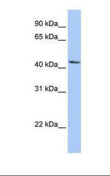 HepG2 cell lysate. Antibody concentration: 1.0 ug/ml. Gel concentration: 12%.