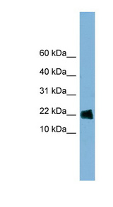GOLGA7 antibody LS-C107978 Western blot of HT1080 cell lysate.