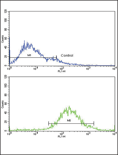 Flow cytometric of Jurkat cells using IGFBP2 Antibody (bottom histogram) compared to a negative control cell (top histogram). FITC-conjugated goat-anti-rabbit secondary antibodies were used for the analysis.