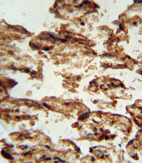 IGFBP4 antibody immunohistochemistry of formalin-fixed and paraffin-embedded human placenta tissue followed by peroxidase-conjugated secondary antibody and DAB staining.