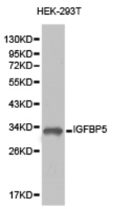 Western blot of extracts of HEK-293T cell lines, using IGFBP5 antibody.
