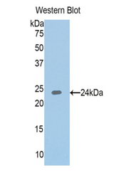 Western blot of recombinant IGFBP6 / IGFBP-6.