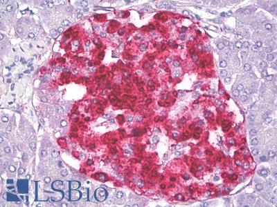 Anti-IGFBP7 / TAF antibody IHC of human pancreas, islets of Langerhans. Immunohistochemistry of formalin-fixed, paraffin-embedded tissue after heat-induced antigen retrieval. Antibody LS-B8205 dilution 5 ug/ml.
