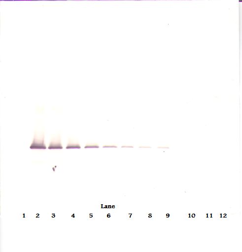 Western Blot (non-reducing) of IGFBP7 / TAF antibody LS-B8205