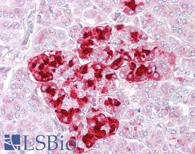 Anti-IGFBP7 antibody IHC of human pancreas. Immunohistochemistry of formalin-fixed, paraffin-embedded tissue after heat-induced antigen retrieval. Antibody LS-B6473 concentration 2.5 ug/ml.