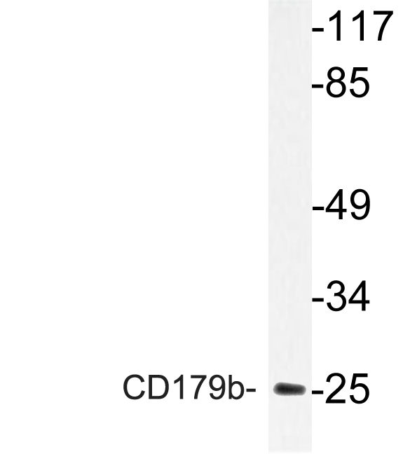 Western blot of CD179b (V26) pAb in extracts from HeLa cells.