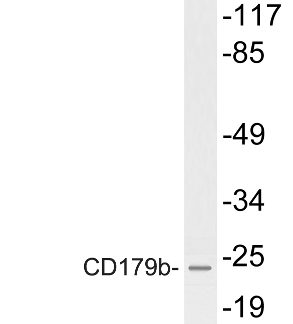 Western blot of CD179b antibody in extracts from HeLa cells.