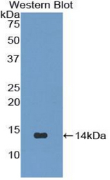 Western blot of recombinant IGLL1 / CD179b.