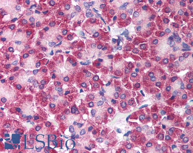 Anti-IKBKB / IKK Beta antibody IHC of human pancreas. Immunohistochemistry of formalin-fixed, paraffin-embedded tissue after heat-induced antigen retrieval. Antibody LS-B1362 concentration 5 ug/ml.
