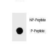Dot blot of Phospho-IKKB-S675 Antibody Phospho-specific antibody on nitrocellulose membrane. 50ng of Phospho-peptide or Non Phospho-peptide per dot were adsorbed. Antibody working concentrations are 0.6ug per ml.