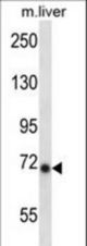 Mouse Ikbke Antibody western blot of mouse liver tissue lysates (35 ug/lane). The Ikbke antibody detected the Ikbke protein (arrow).