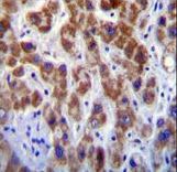 GOG8A Antibody immunohistochemistry of formalin-fixed and paraffin-embedded human liver tissue followed by peroxidase-conjugated secondary antibody and DAB staining.