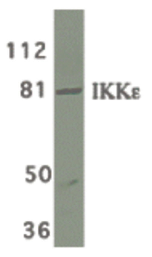 Western blot of IKK epsilon in Jurkat whole cell lysate with IKK epsilon/IKK-i antibody at 1 ug/ml.
