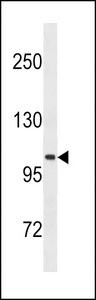 LGR5/GPR49 Antibody western blot of K562 cell line lysates (35 ug/lane). The LGR5/GPR49 antibody detected the LGR5/GPR49 protein (arrow).