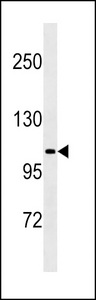 LGR5/GPR49 Antibody western blot of K562 cell line lysates (35 ug/lane). The LGR5/GPR49 antibody detected the LGR5/GPR49 protein (arrow).