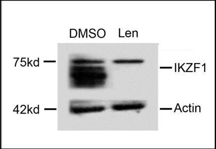 Western blot of extracts from MM cells, treated with DMSO or lenalidomide, using rabbit polyclonal IKZF1 Antibody.