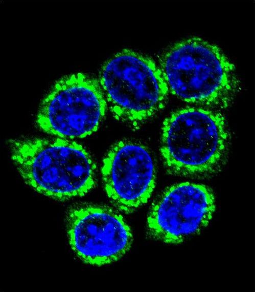 Confocal immunofluorescent of GOG8A Antibody with 293 cell followed by Alexa Fluor 488-conjugated goat anti-rabbit lgG (green). DAPI was used to stain the cell nuclear (blue).