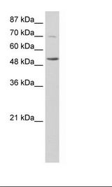 HepG2 Cell Lysate