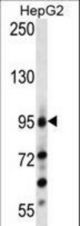 LGR5/GPR49 Antibody (loop2) western blot of HepG2 cell line lysates (35 ug/lane). The LGR5/GPR49 antibody detected the LGR5/GPR49 protein (arrow).
