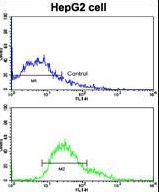 Flow cytometric of HepG2 cells using LGR5/GPR49 Antibody (loop2) (bottom histogram) compared to a negative control cell (top histogram). FITC-conjugated goat-anti-rabbit secondary antibodies were used for the analysis.