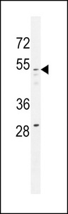 GOG8A Antibody western blot of 293 cell line lysates (35 ug/lane). The GOG8A antibody detected the GOG8A protein (arrow).
