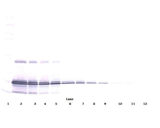 Western Blot (non-reducing) of IL-11 antibody LS-C104441