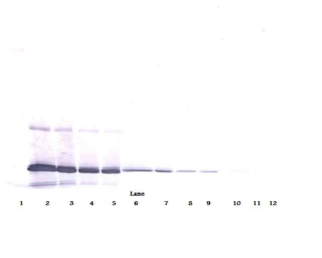 Western Blot (reducing) of IL-11 antibody LS-C104441