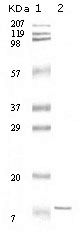 Western blot of IL11 mouse mAb against truncated IL- 11 recombinant protein.