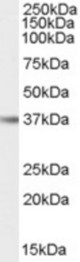 Antibody (0.1 ug/ml) staining of Human Liver lysate (35 ug protein in RIPA buffer). Primary incubation was 1 hour. Detected by chemiluminescence.