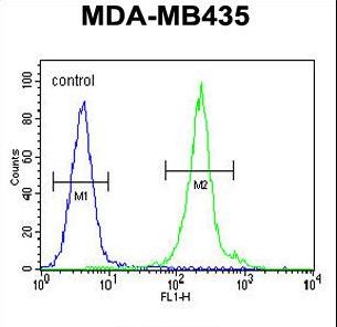 IL12B Antibody flow cytometry of MDA-MB435 cells (right histogram) compared to a negative control cell (left histogram). FITC-conjugated goat-anti-rabbit secondary antibodies were used for the analysis.