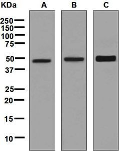 Western blot analysis on (A) HT-29, (B) A549, and (C) SK-OV-3 cell lysates using anti-IL13RA1 antibody.