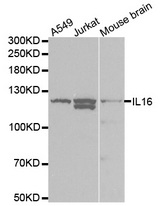 Western blot analysis of extracts of various cell lines, using IL16 antibody.