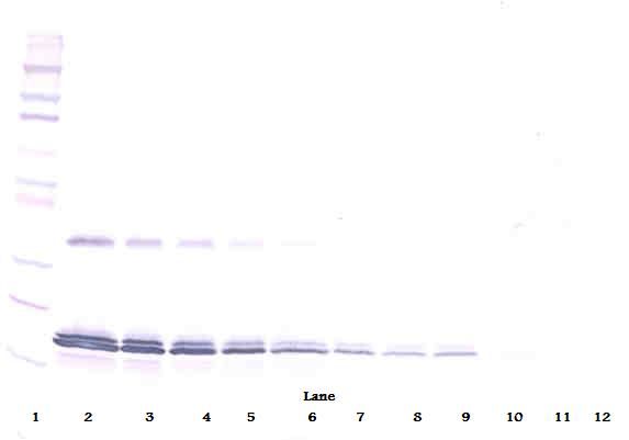 Western Blot (non-reducing) of IL-16 antibody LS-C104445